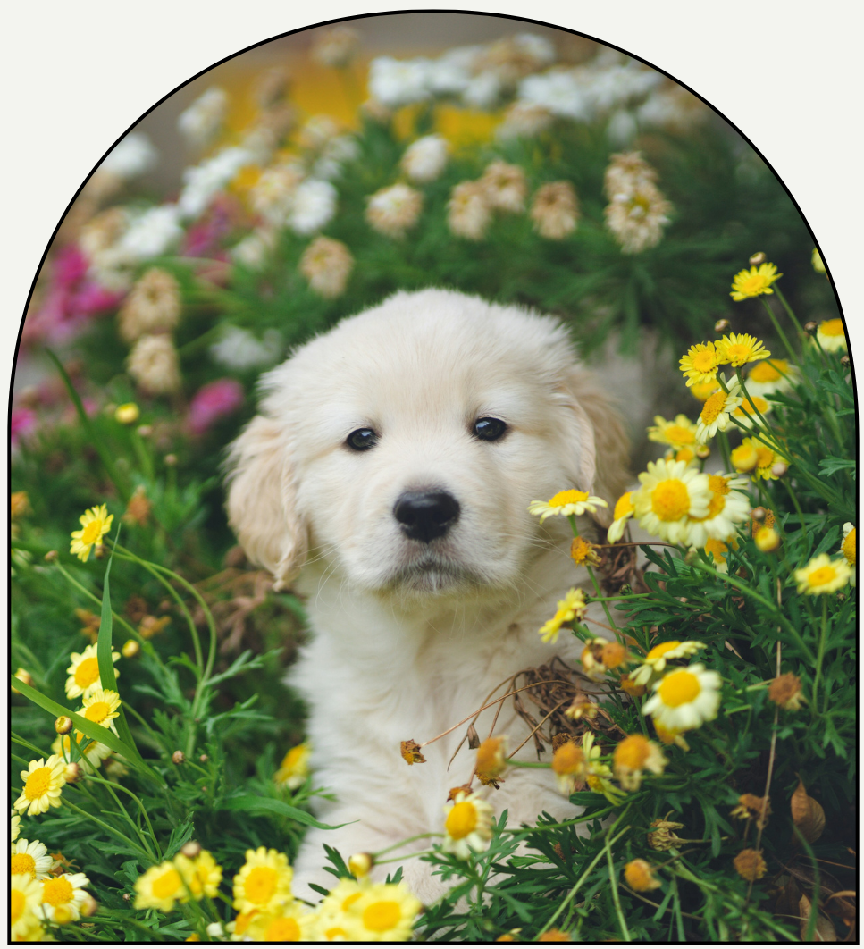 Pawfect Bloom (Pet-Preferred)