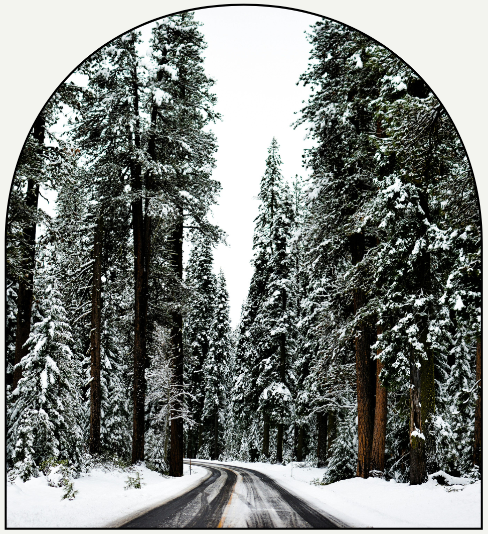 Pine Royale