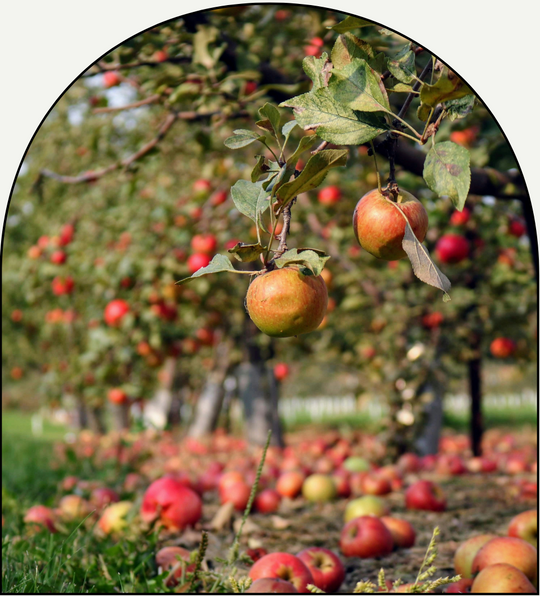 Cedar Apple Grove luxury fragrance oil by Chateau Essence – crisp apple and cedarwood aroma inspired by an autumn orchard