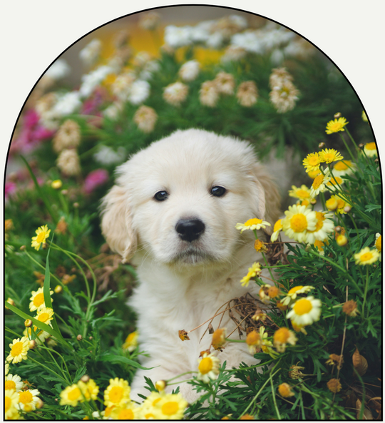 Pawfect Bloom luxury fragrance oil by Chateau Essence – pet-friendly floral and fruity scent with green apple and lime