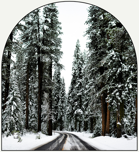 Pine Royale luxury fragrance oil by Chateau Essence – crisp pine and evergreen scent inspired by a winter forest