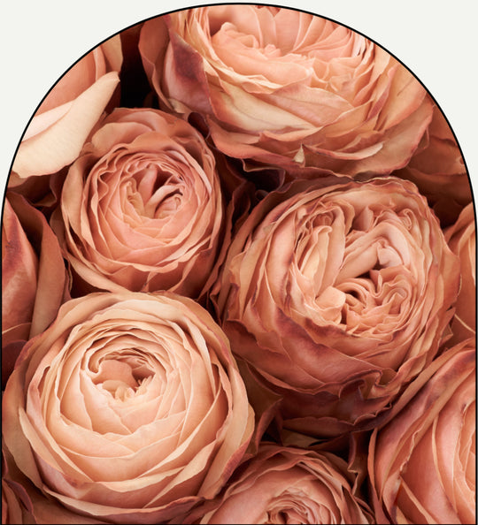 Sandalwood Luxe luxury fragrance oil by Chateau Essence – rose, vanilla, and sandalwood warmth